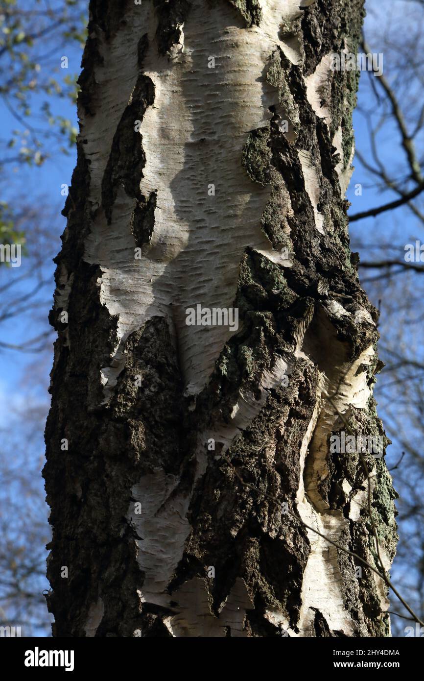 Epsom Surrey Inghilterra Epsom Common Local Nature Reserve Close up of Silver Birch Tree Trunk Foto Stock