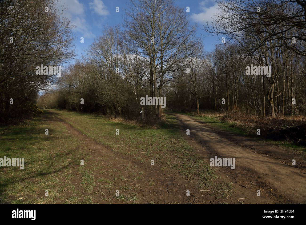Epsom Surrey Inghilterra Epsom Common Local Nature Reserve forchetta nel sentiero Foto Stock