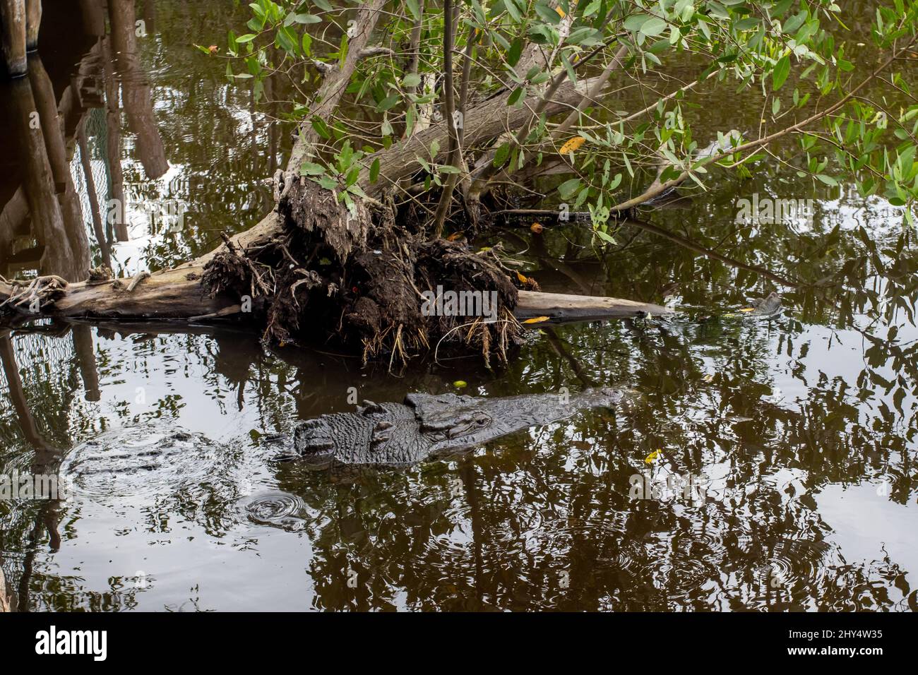 Crocodrilario nuoto nel lago durante il giorno a Cocodrilario la Manzanilla, Jalisco, Messico Foto Stock