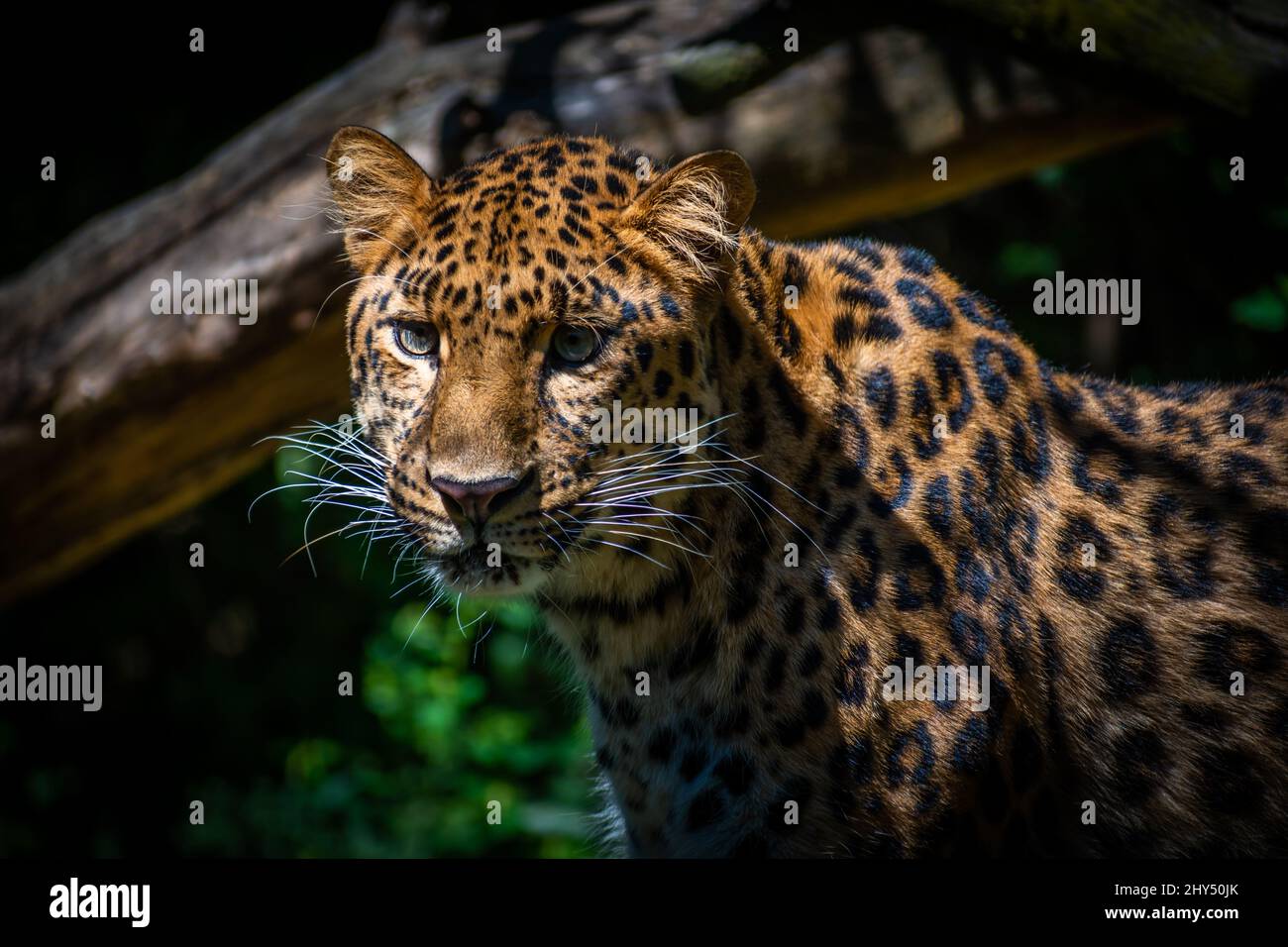 Primo piano di una foto di un leopardo amur Foto Stock
