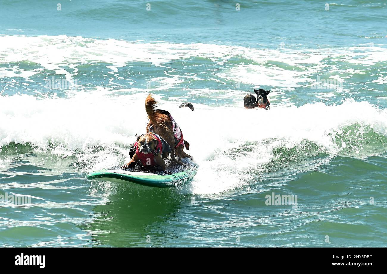 Concorrenti di cani durante la gara annuale Unleashed 6th di Petco Surf City Surf Dog a Huntington Beach in California, USA. Foto Stock