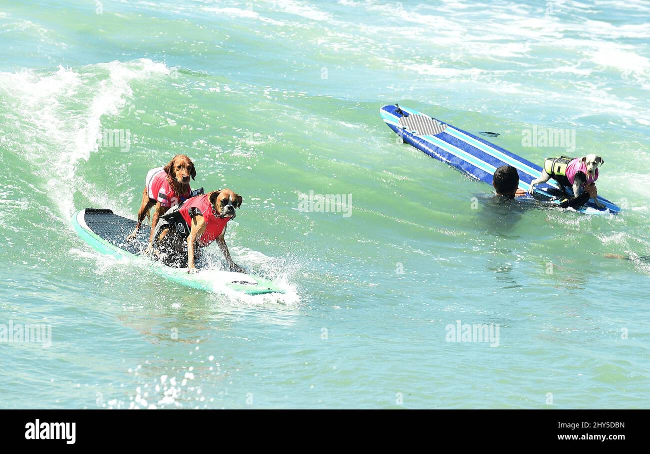 Concorrenti di cani durante la gara annuale Unleashed 6th di Petco Surf City Surf Dog a Huntington Beach in California, USA. Foto Stock