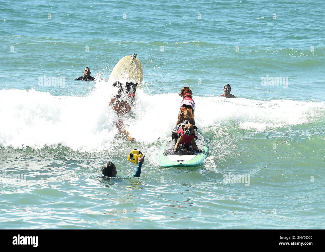 Concorrenti di cani durante la gara annuale Unleashed 6th di Petco Surf City Surf Dog a Huntington Beach in California, USA. Foto Stock