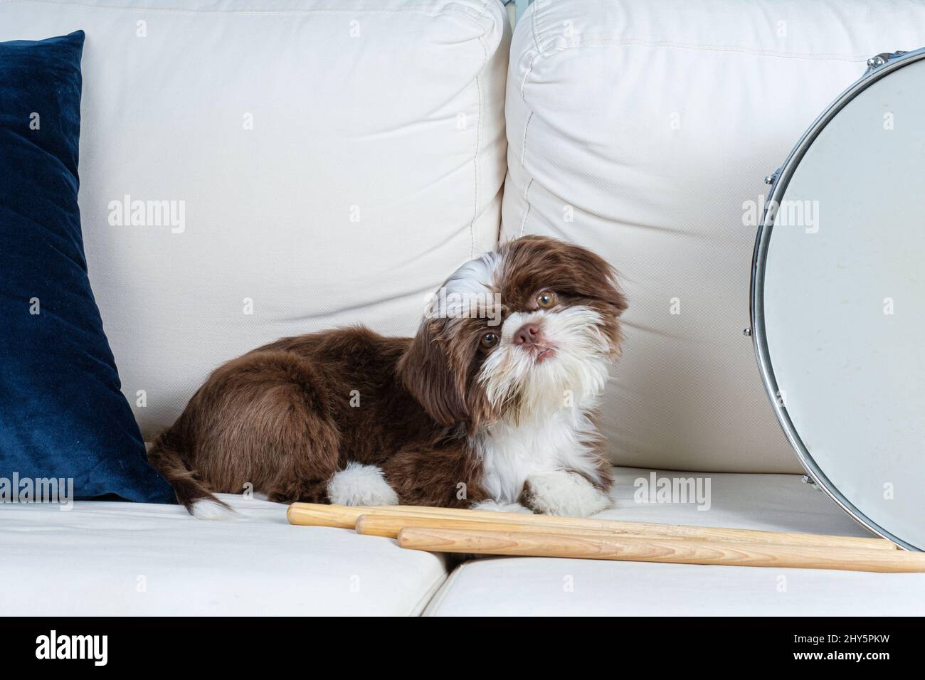 Cucciolo Shih tzu su un divano bianco accanto ai bastoncini e al tamburo snare. Foto Stock