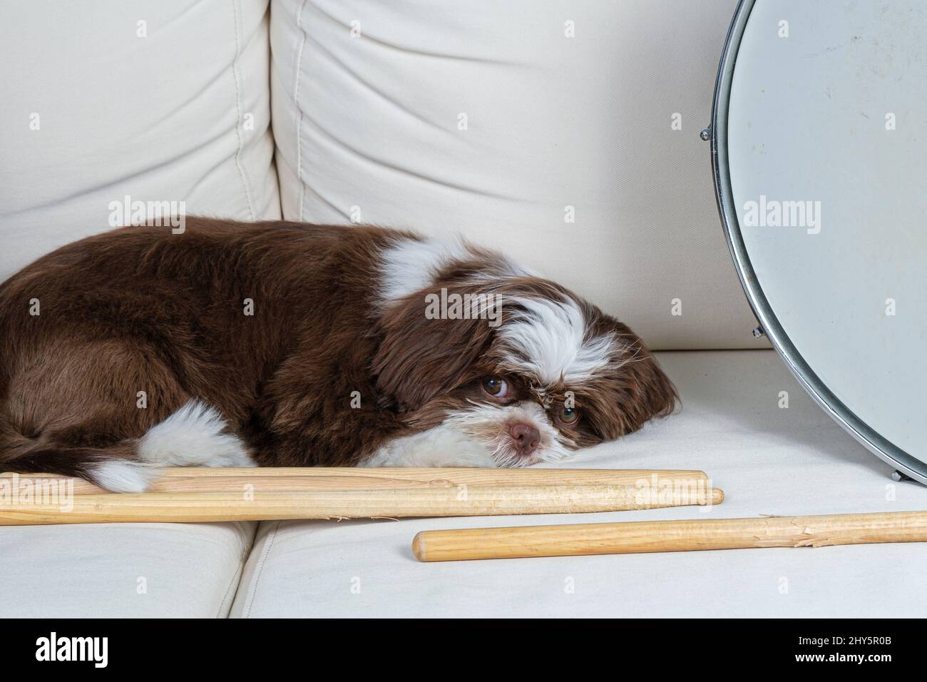 4 mese di età shih tzu cucciolo giace accanto a bastoncini e tamburo snare. Foto Stock