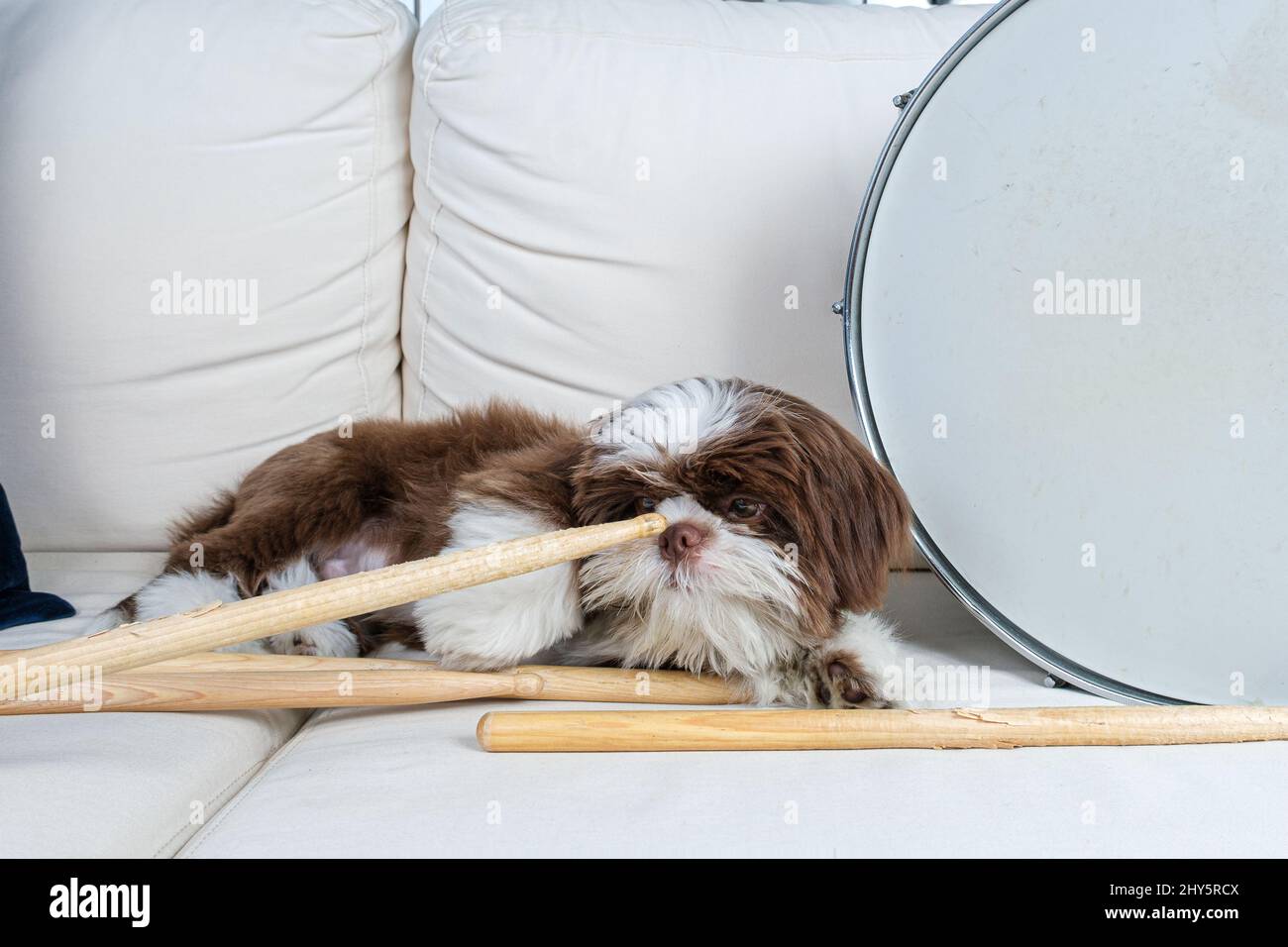 Shih tzu cucciolo sul divano sniffing un bastone di batteria, accanto al tamburo snare. Foto Stock