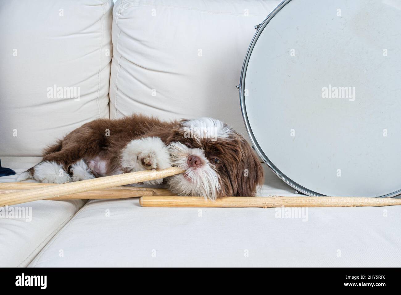 Shih tzu cucciolo che giace sul divano mordendo un bastone di batteria, accanto al tamburo snare. Foto Stock