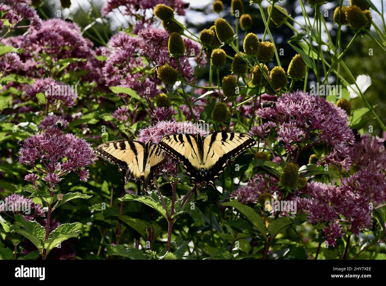 Primo piano di Eastern Tiger Swallowtail che cresce in giardino. Foto Stock
