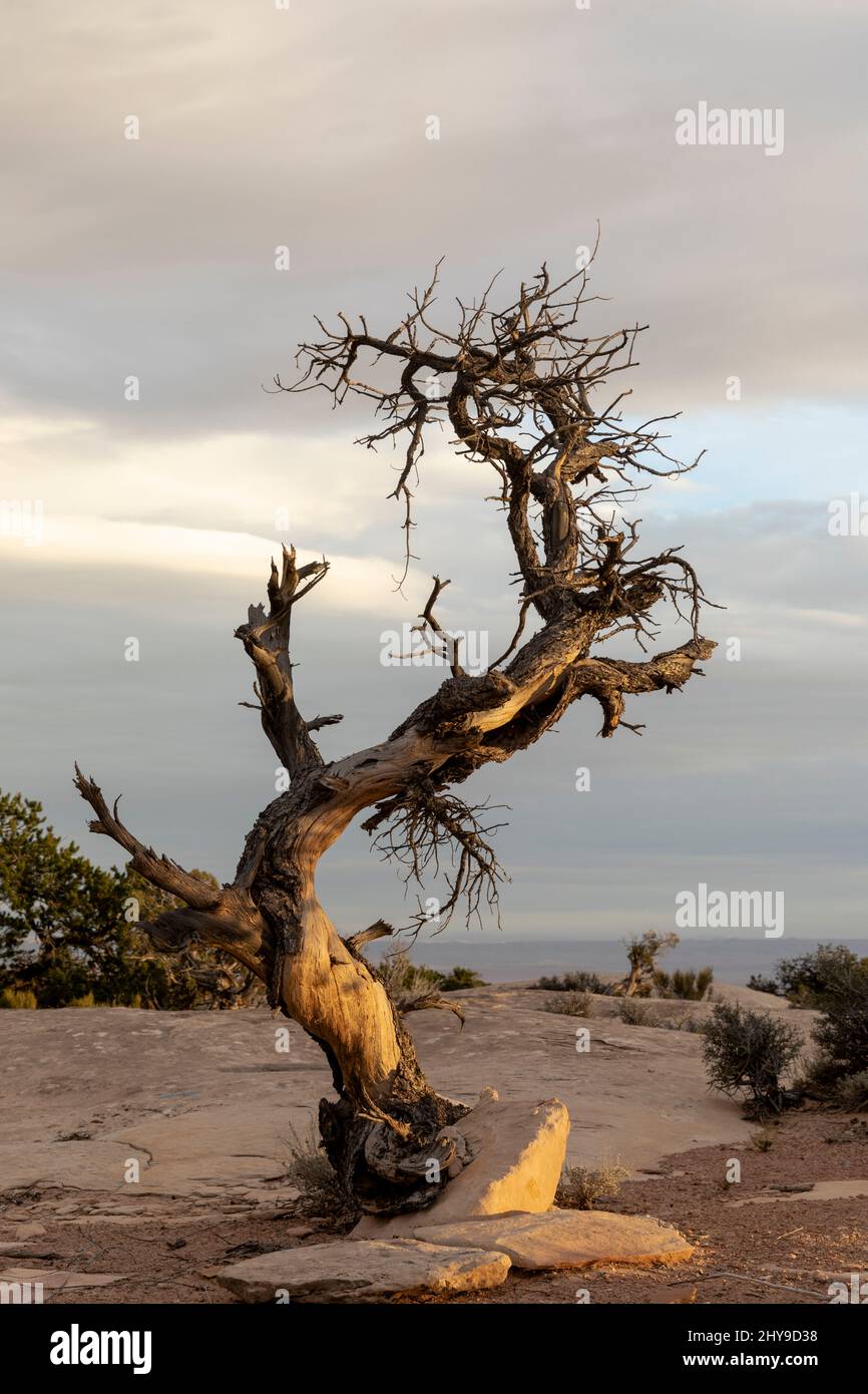 UT00884-00..... UTAH - Twisted Tree a Muley Point nell'area ricreativa nazionale di Glen Canyon. Foto Stock