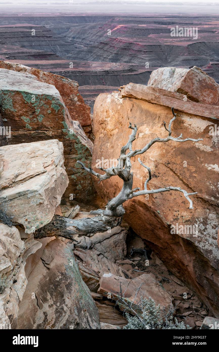 UT00893-00..... UTAH - blocchi di arenaria con albero morto e vista sui San Juan River Canyons a Muley Point nel Glen Canyon National Recreation A. Foto Stock