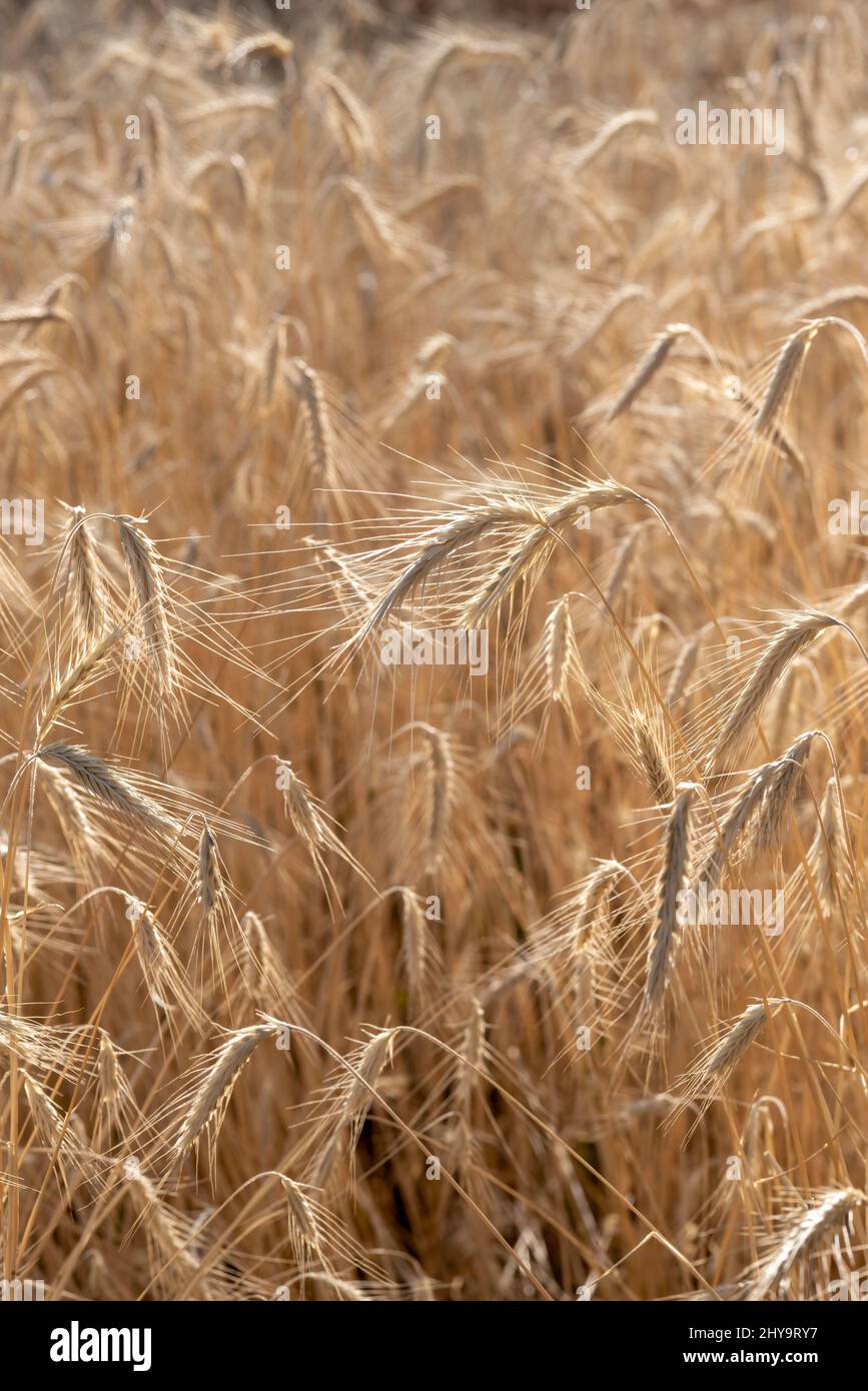Rye, Wallowa Valley, Oregon. Foto Stock