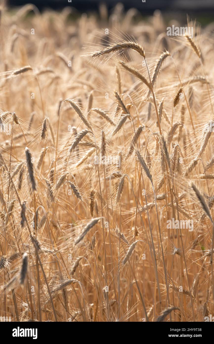 Rye valley immagini e fotografie stock ad alta risoluzione - Alamy