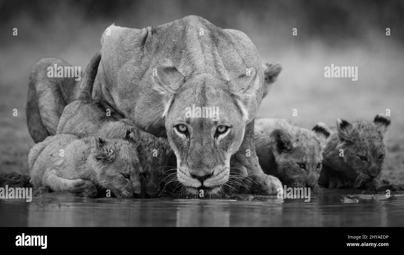 La leonessa guarda alla macchina fotografica mentre lei e i cubetti bevono dal fiume Foto Stock
