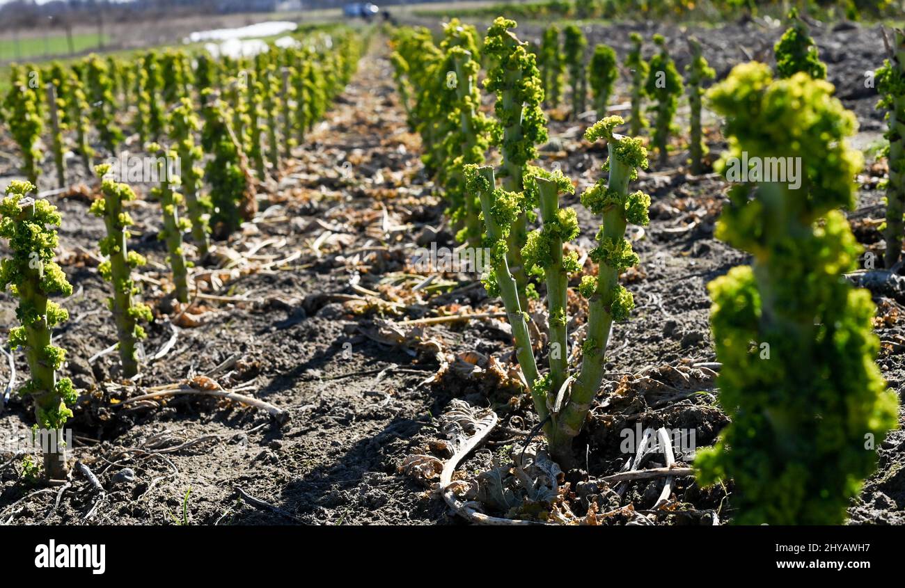 Potsdam, Germania. 08th Mar 2022. Nei campi della fattoria vegetale biologica Florahof di Bornim cresce sui gambi di kale effettivamente raccolti verde fresco. È molto tenero e si mangia con piacere come insalata. La fattoria offre verdure fresche di stagione, frutta, bacche e uova in un'ampia selezione. Le verdure e le bacche vengono coltivate in azienda. I prodotti vengono venduti nel negozio dell'azienda agricola di Florastrasse e nei mercati. Credit: Jens Kalaene/dpa-Zentralbild/ZB/dpa/Alamy Live News Foto Stock