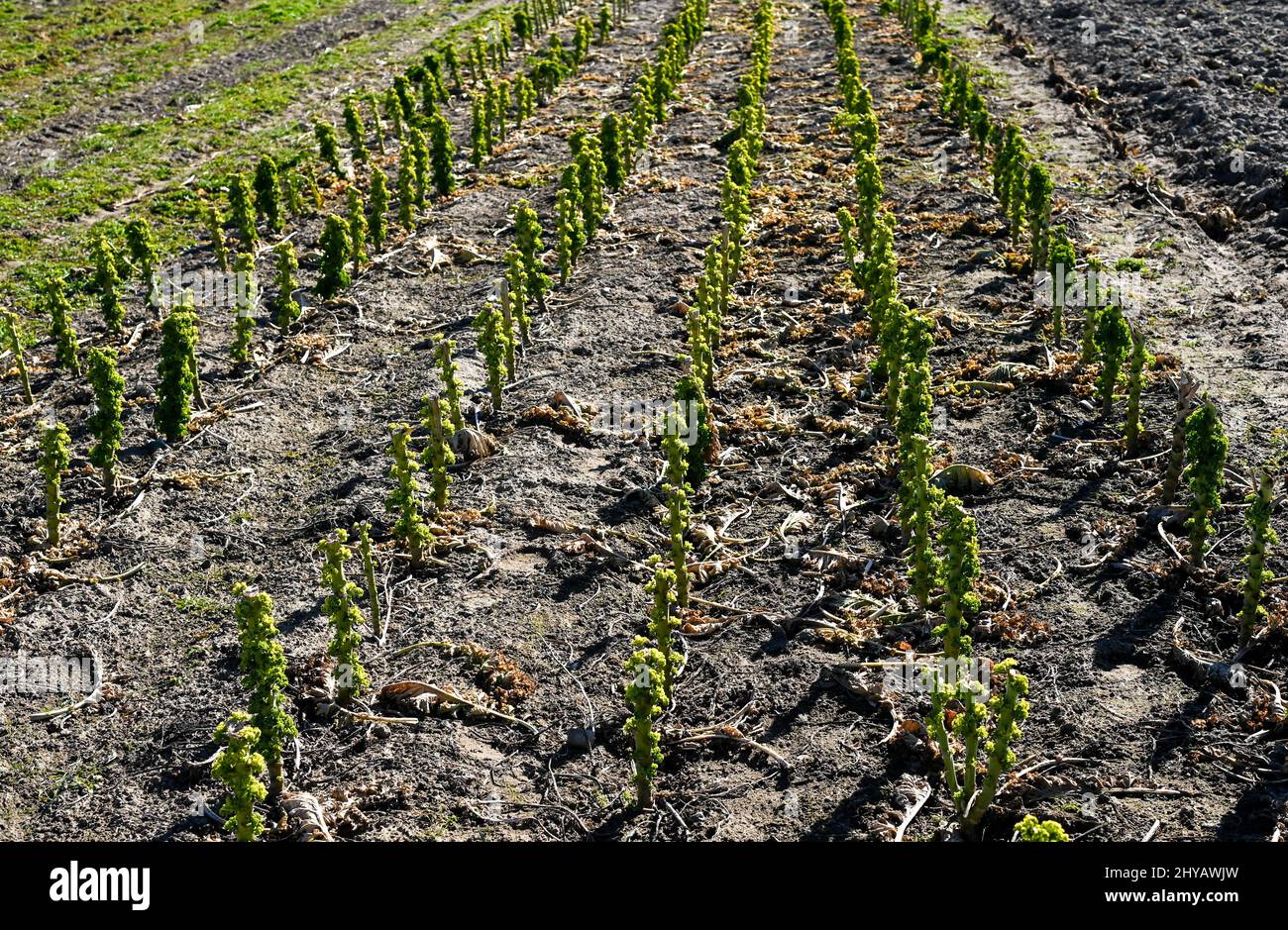 Potsdam, Germania. 08th Mar 2022. Nei campi della fattoria vegetale biologica Florahof di Bornim cresce sui gambi di kale effettivamente raccolti verde fresco. È molto tenero e si mangia con piacere come insalata. La fattoria offre verdure fresche di stagione, frutta, bacche e uova in un'ampia selezione. Le verdure e le bacche vengono coltivate in azienda. I prodotti vengono venduti nel negozio dell'azienda agricola di Florastrasse e nei mercati. Credit: Jens Kalaene/dpa-Zentralbild/ZB/dpa/Alamy Live News Foto Stock