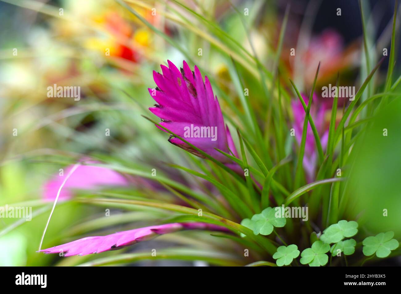 Wallisia cianea o fiore di quillo rosa in primo piano Foto Stock