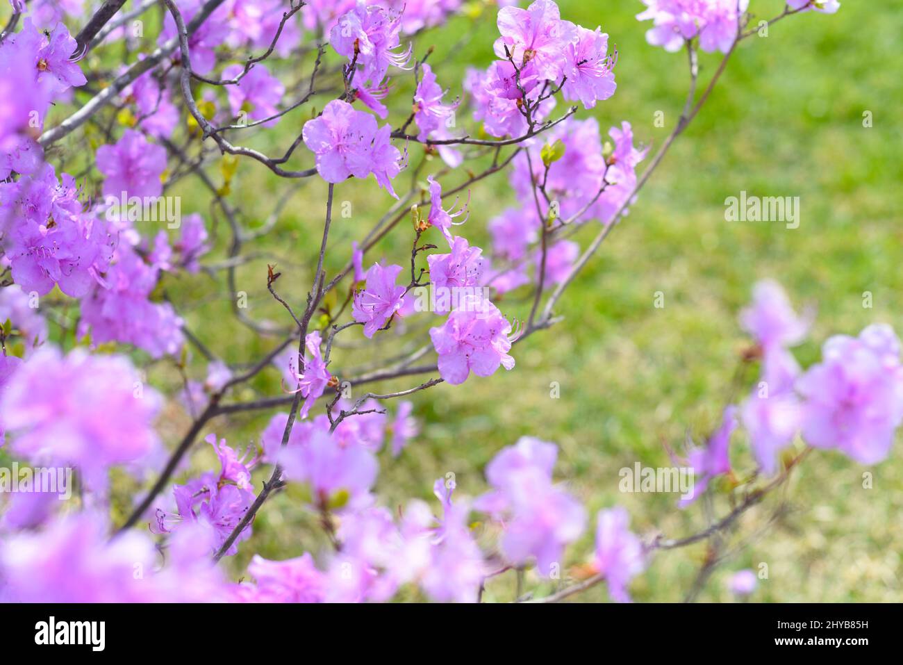 Rhododendron mucronulatum che cresce in Estremo Oriente della Russia in primavera Foto Stock