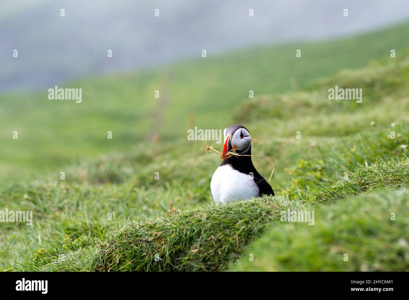 Vista ravvicinata dei Puffins -Fratercola- nell'ambiente naturale dell'isola di Mykines -Isole Faroe Foto Stock