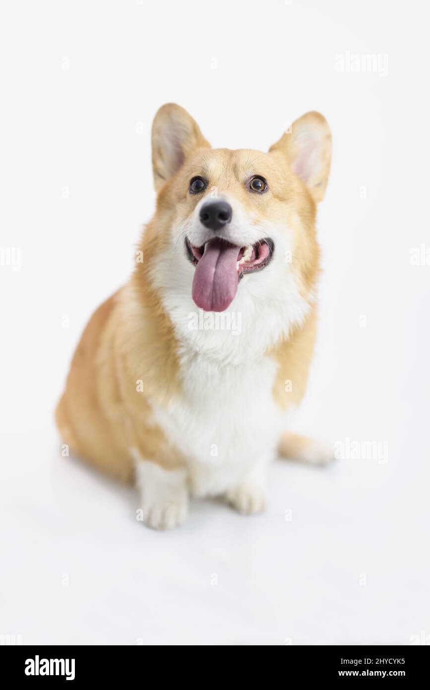 Carino cucciolo in posa su sfondo bianco, amico umano su foto Foto Stock