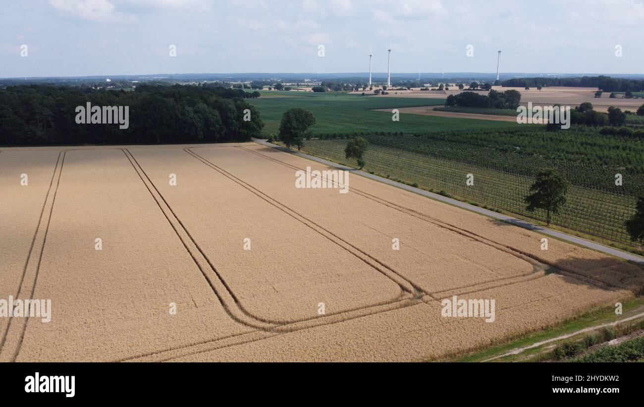 Una scena naturale di un campo con linee perfettamente definite Foto Stock