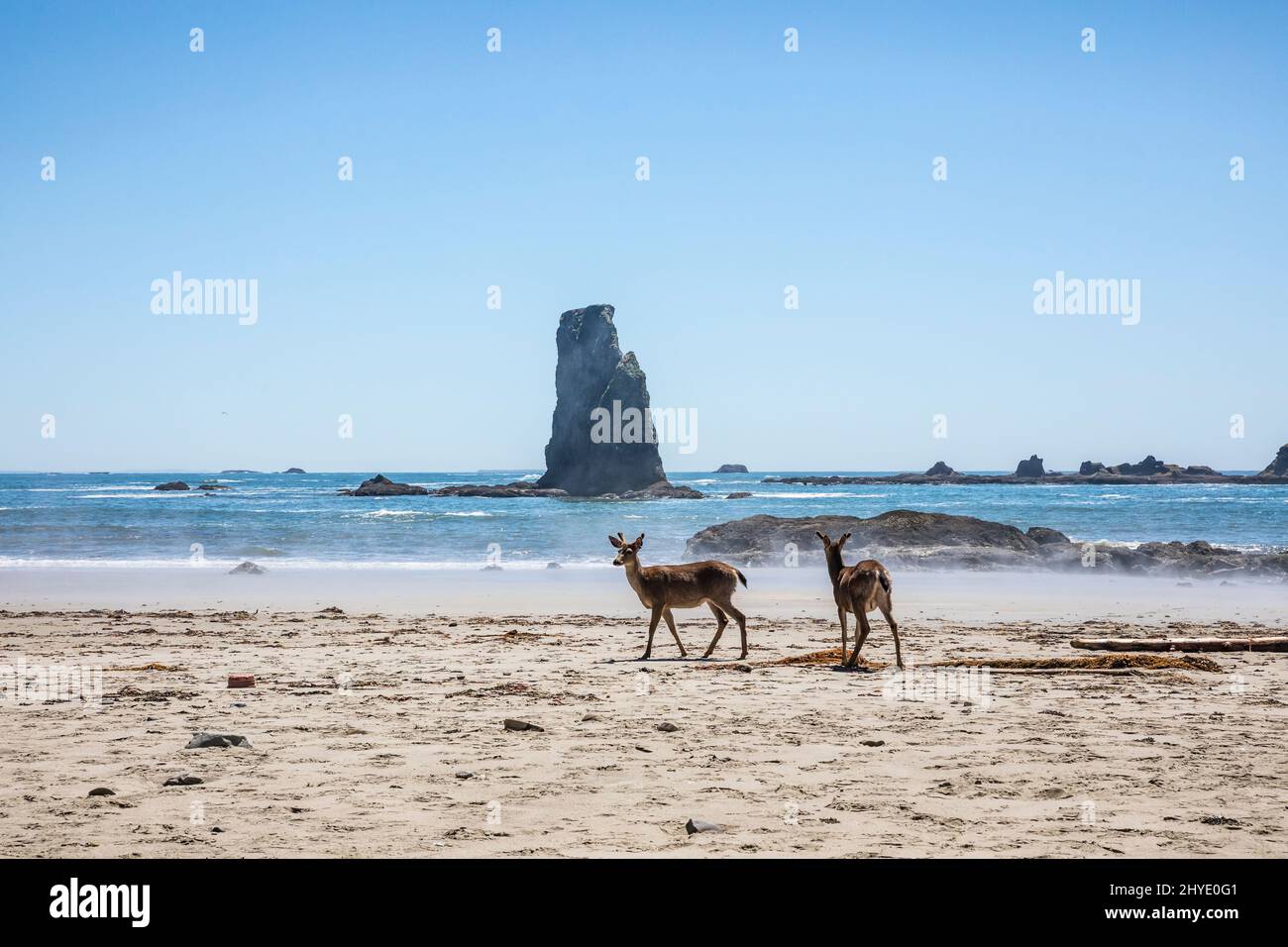 Due cervi camminano sulla spiaggia vicino a Toleak Point, Olympic National Marine Preserve e Olympic National Park Coastal Strip, Washington, Stati Uniti Foto Stock