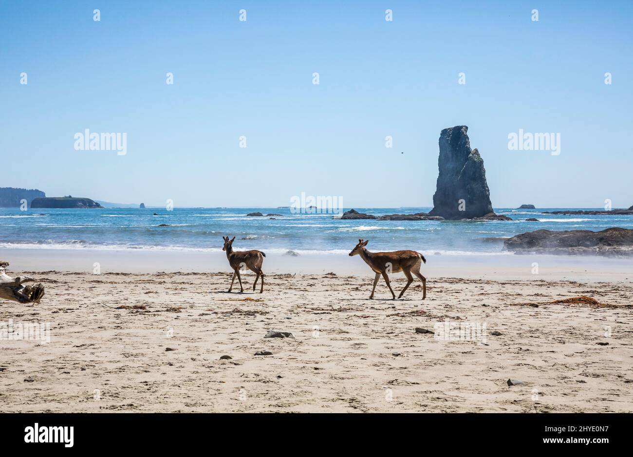 Due cervi camminano sulla spiaggia vicino a Toleak Point, Olympic National Marine Preserve e Olympic National Park Coastal Strip, Washington, Stati Uniti Foto Stock