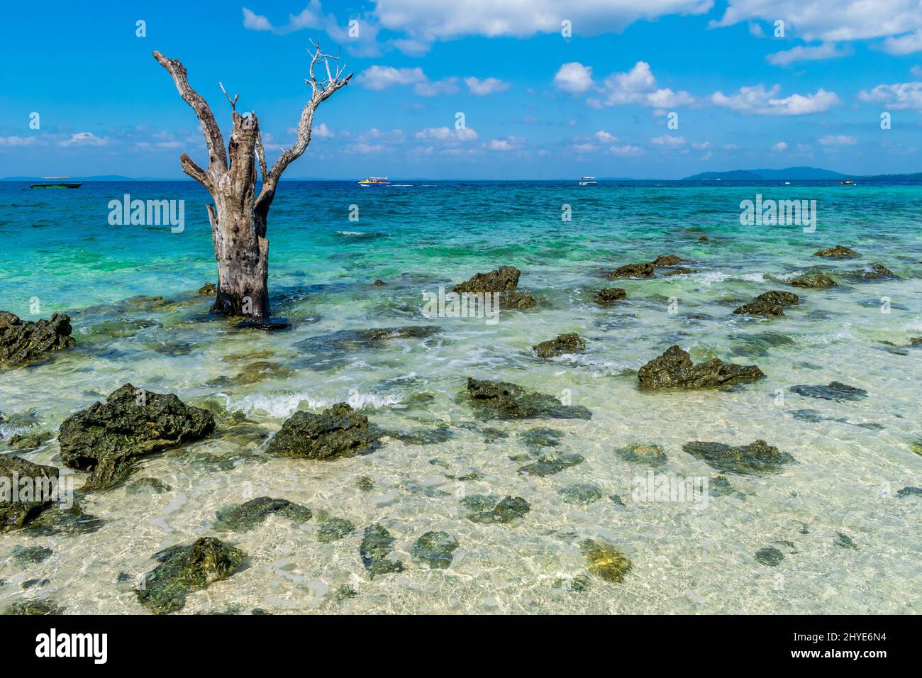 L'albero e il mare, Elephant Beach, Havelock Island, Andaman Foto Stock