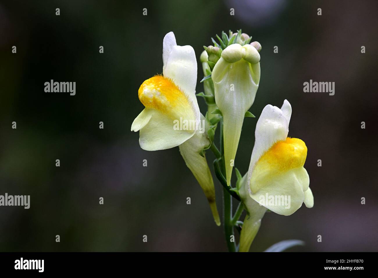 Comune toadflax, Linaria vulgaris, noto anche come giallo toadflax o burro-e-uova Foto Stock