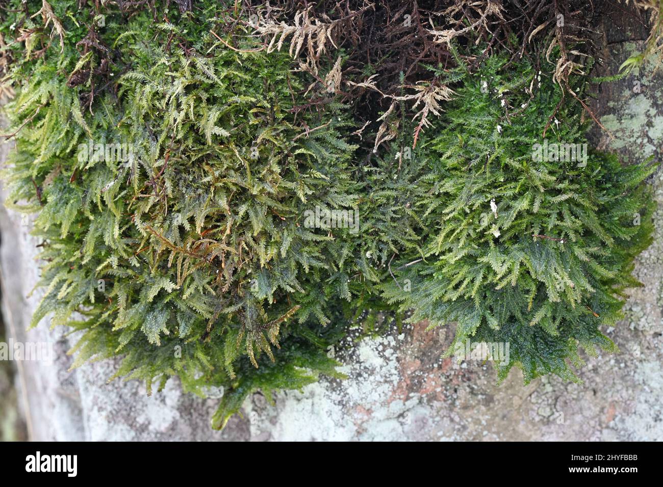 Plagiotecium denticulatum, comunemente noto come Tdented Plagiotecium Moss, che cresce sulla superficie rocciosa in Finlandia Foto Stock