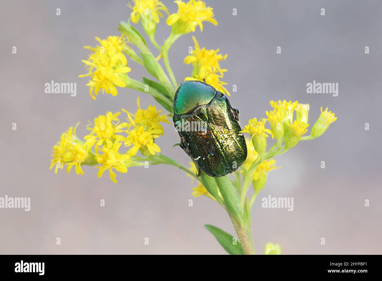 Rosa verde chafer, Cetonia aurata, alimentando in oro canadese Foto Stock