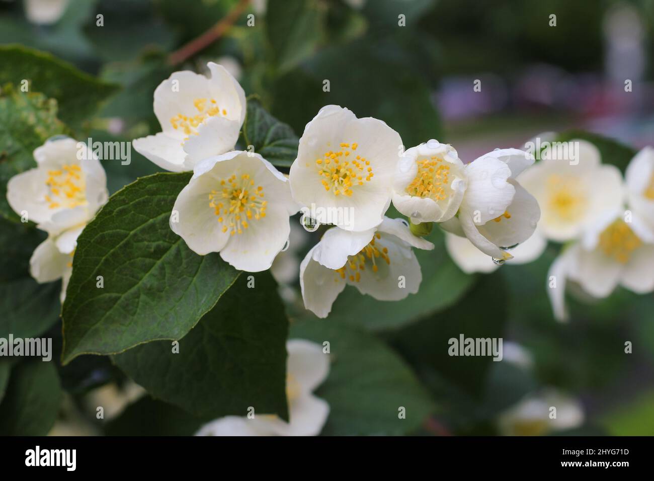 Philadelphus coronarius dolce arancio mock, dogwood inglese. Giardino bianco Jasmine fiori. Primavera fiore sfondo. Foto Stock