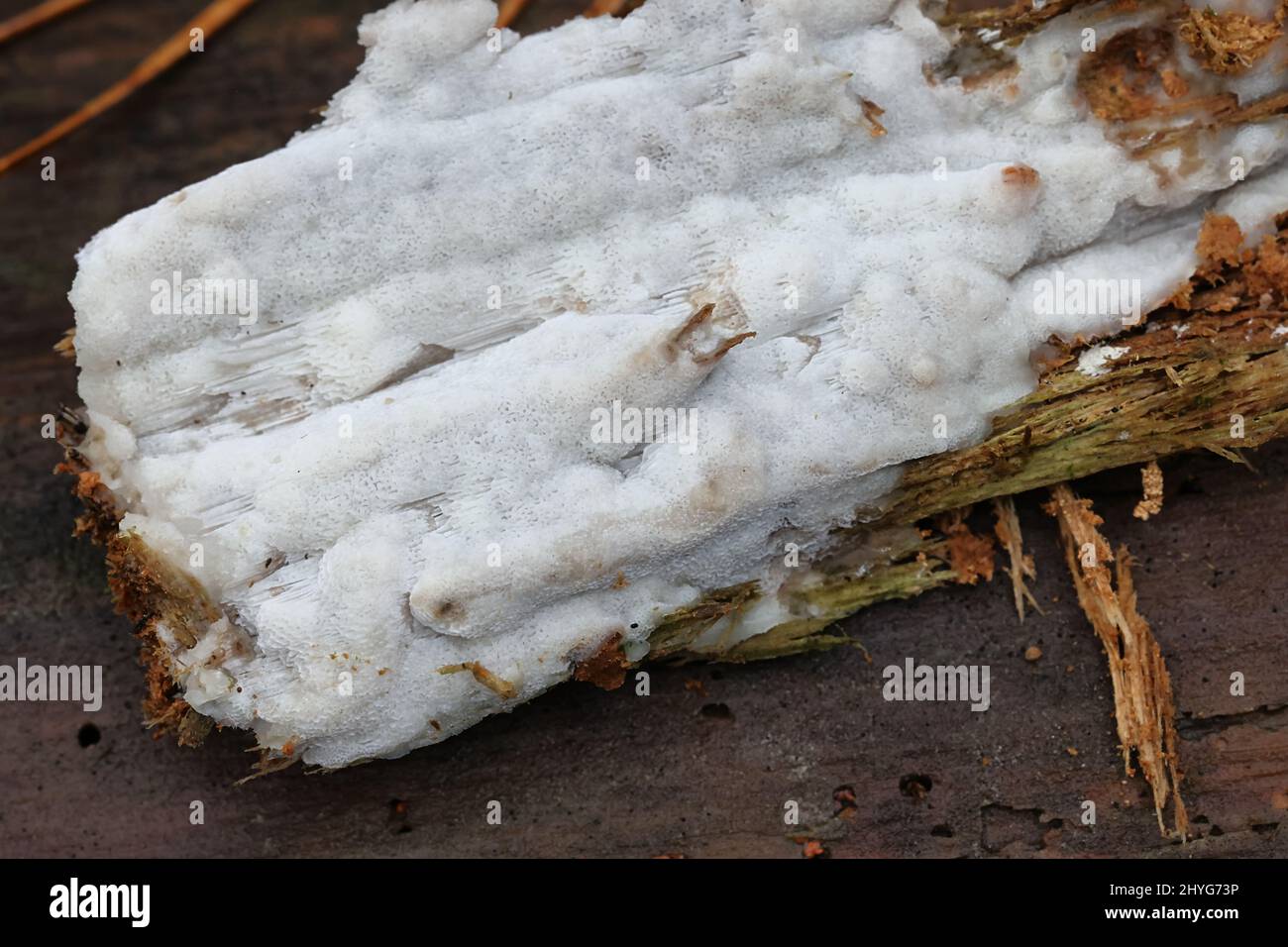 Physosporinus vitreus, un poliporo a decadimento del legno proveniente dalla Finlandia, senza nome comune inglese Foto Stock