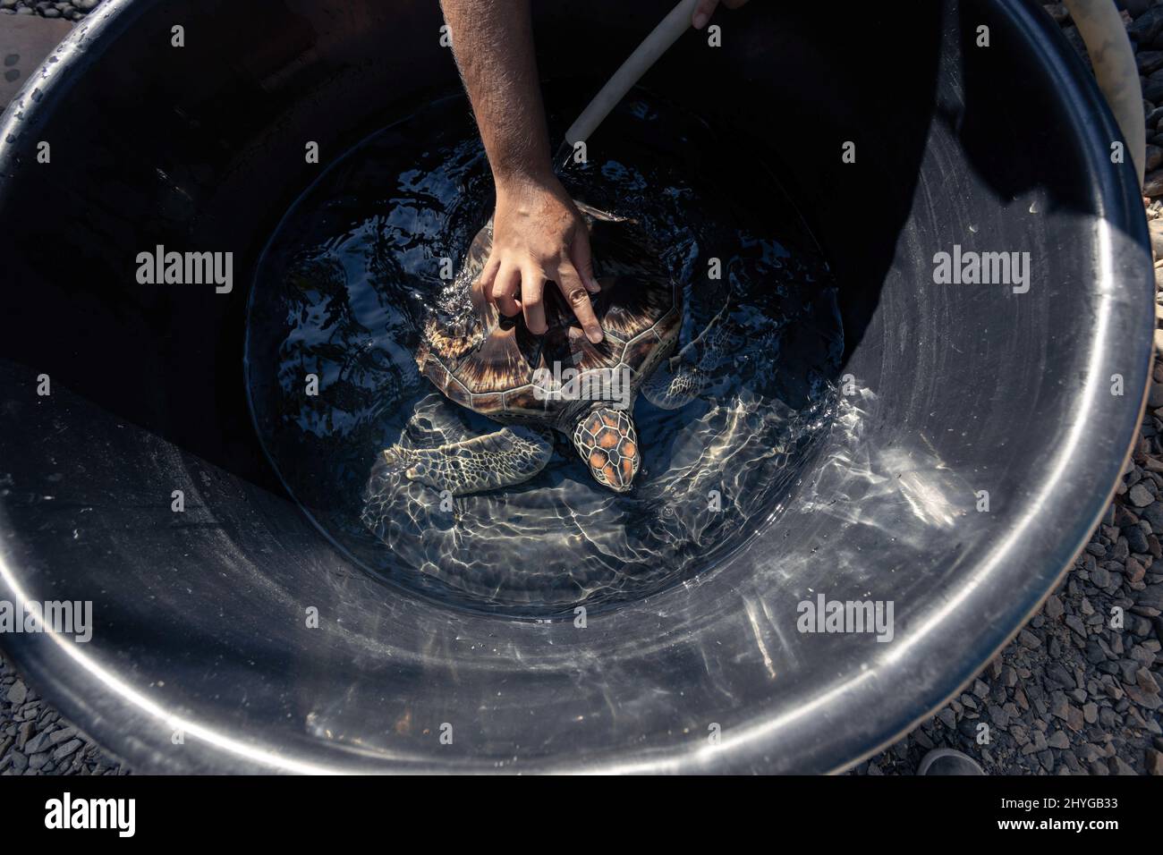 Phuket, Tailandia. 22nd Jan 2022. Il lavoratore di conservazione lava la tartaruga marina. La popolazione di tartarughe marine è in aumento a Phuket dal 2020. Credit: SOPA Images Limited/Alamy Live News Foto Stock