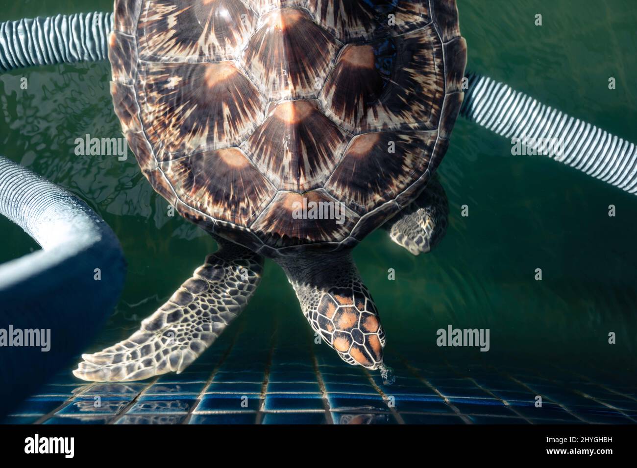 Phuket, Tailandia. 22nd Jan 2022. Le tartarughe marine nuotano in una piscina al Maikhao Turtle Conservation Centre. La popolazione di tartarughe marine è in aumento a Phuket dal 2020. (Credit Image: © Ana Norman Bermudez/SOPA Images via ZUMA Press Wire) Foto Stock