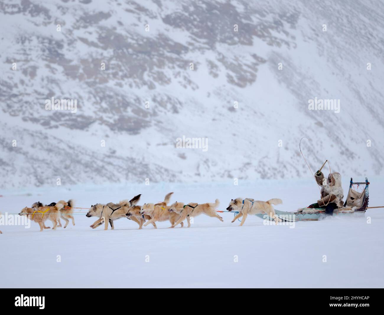 Inuit musher indossando abiti in pelliccia tradizionale su una slitta di cane con cani Groenlandia su ghiaccio marino durante l'inverno vicino Uummannaq nel nord Westgreenland beyo Foto Stock