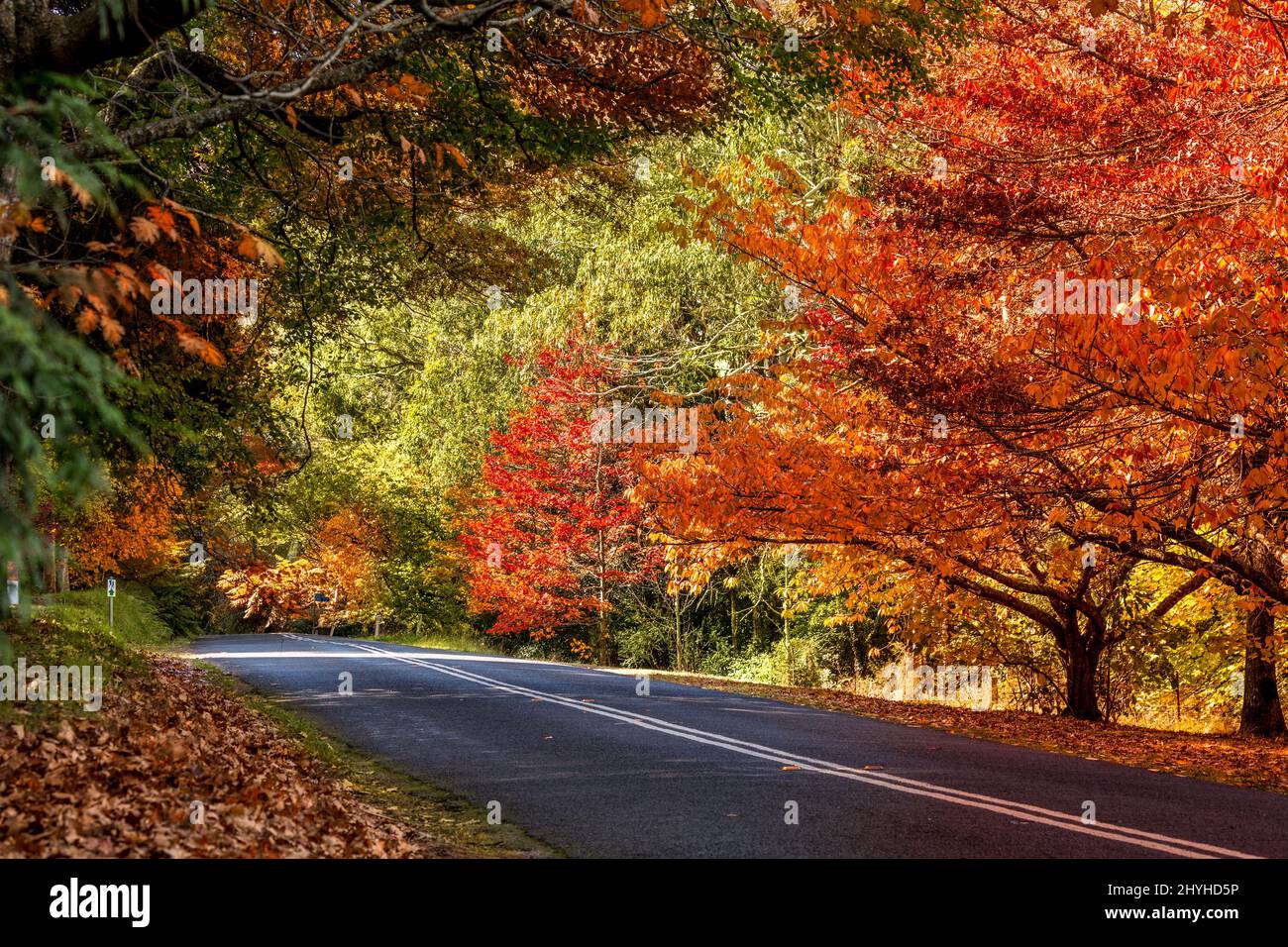In autunno, splendidi alberi decidui colorano la strada Foto Stock