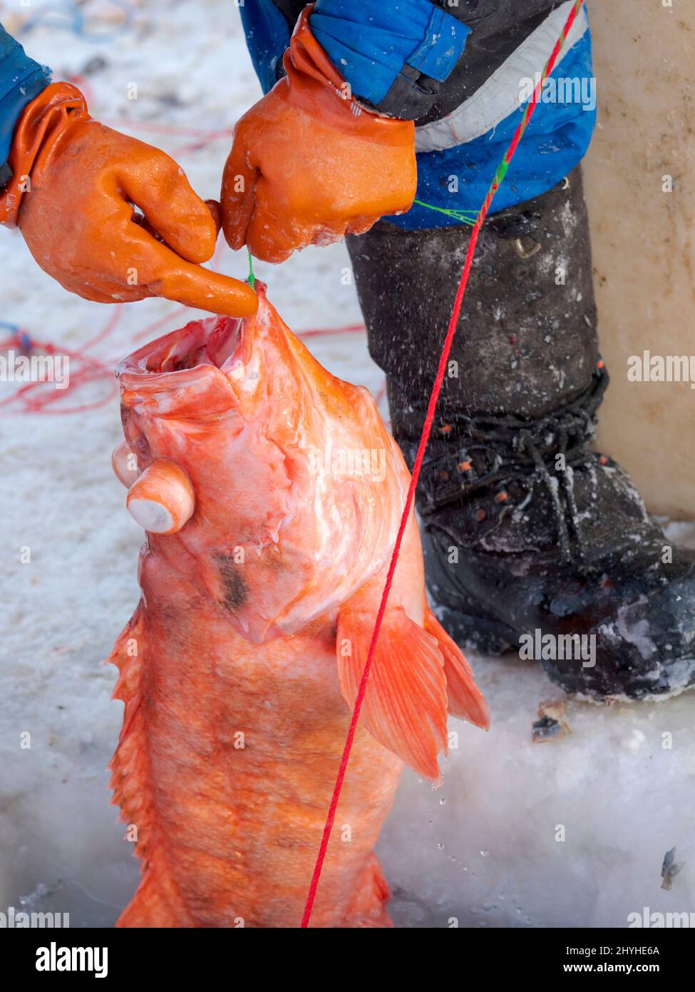 Pescatore sul ghiaccio marino di un fiordo che utilizza una palangaro, specie è Sebastes norvegicus. Pesca durante l'inverno nei pressi di Uummannaq nel Westgreenland settentrionale b Foto Stock