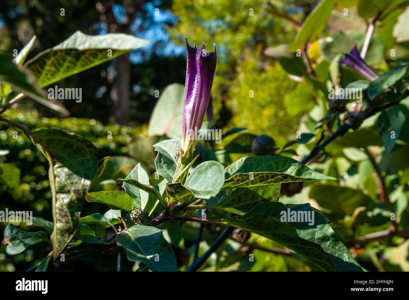 Sydney Australia, fiore a forma di tromba di una pianta viola datura Foto Stock