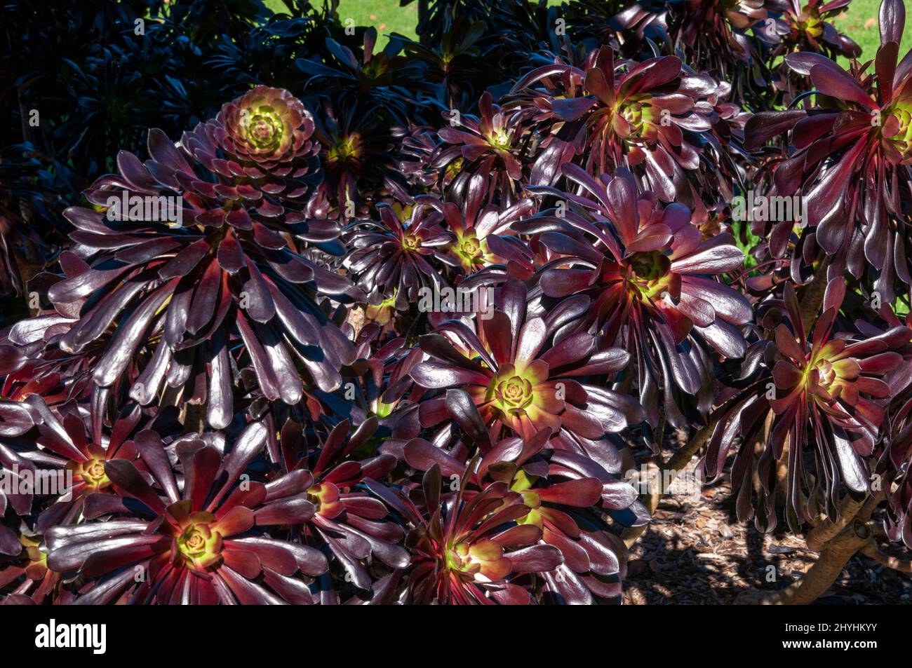 Sydney Australia, closeup di rosette cultivar aeonium arboreum 'Zwartkop' Foto Stock