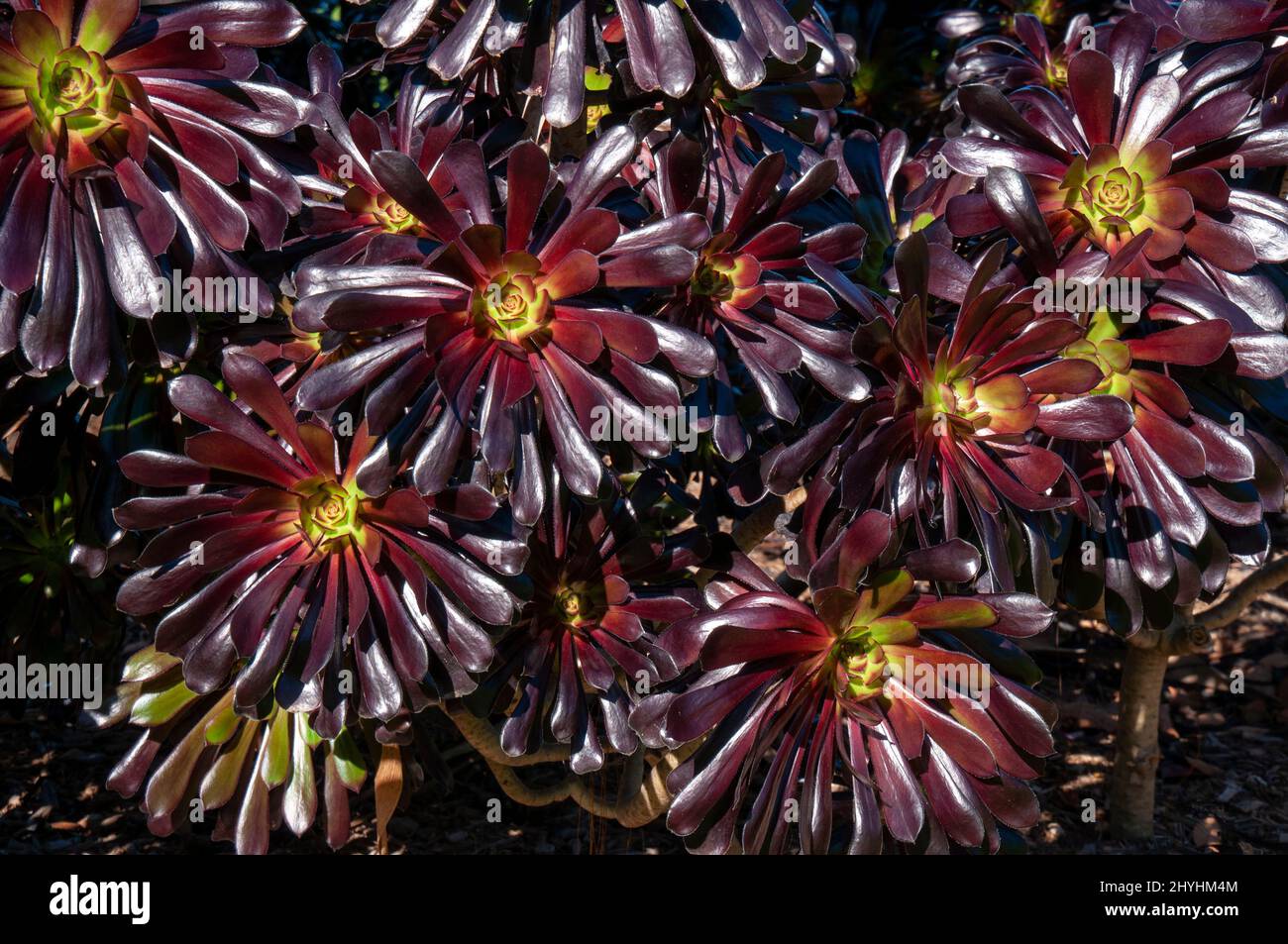 Sydney Australia, closeup di rosette cultivar aeonium arboreum 'Zwartkop' Foto Stock