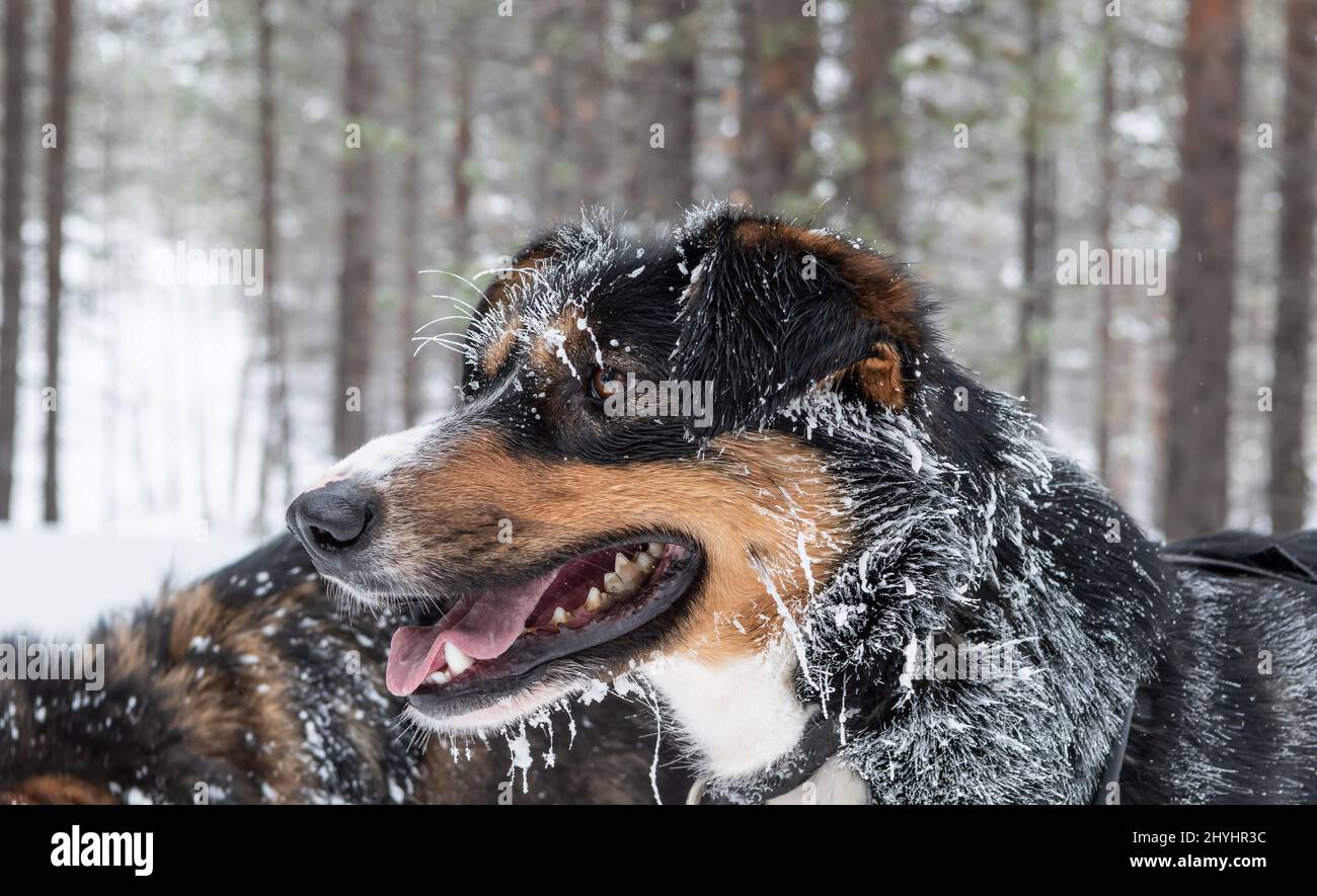Carino testa di cane con pelliccia innevata. Foto Stock