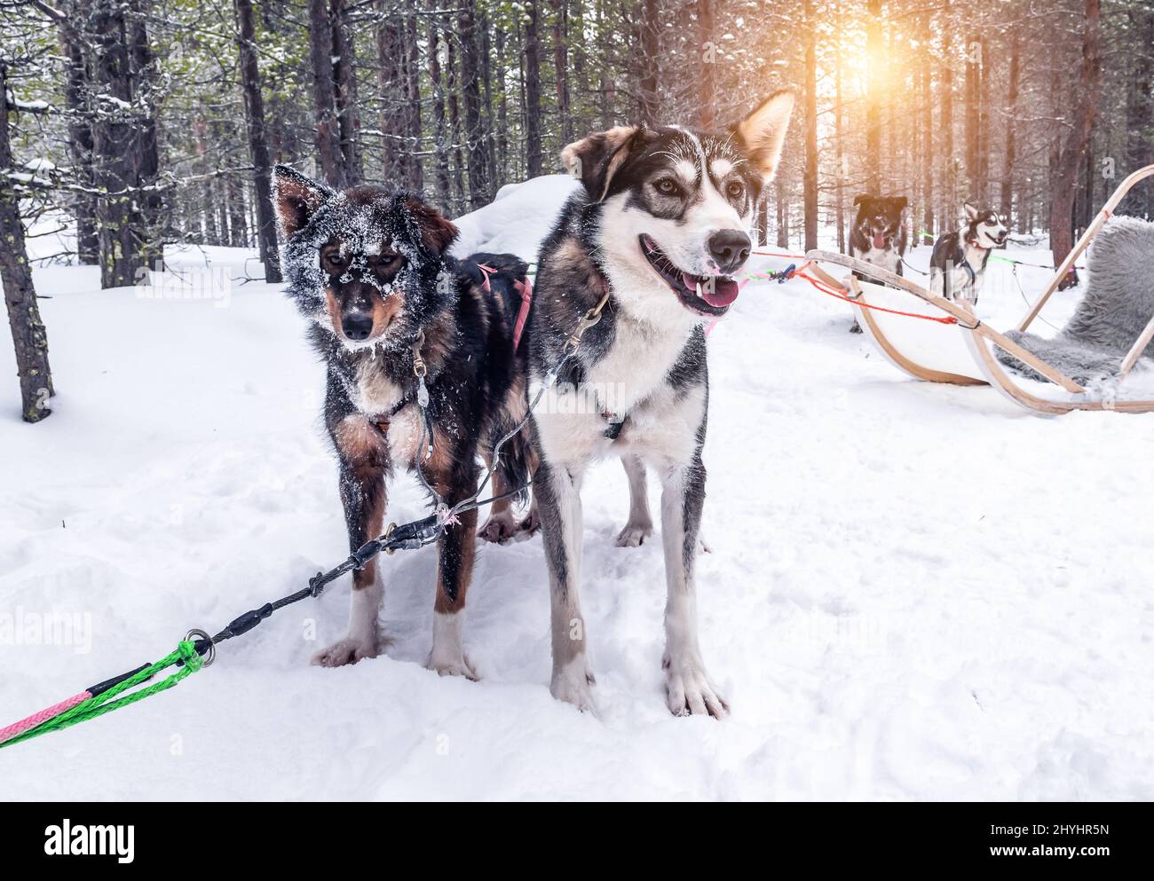 Giro in slitta trainata da cani degli Husky dell'Alaska nella splendida foresta innevata, in Finlandia, Lapponia. Foto Stock