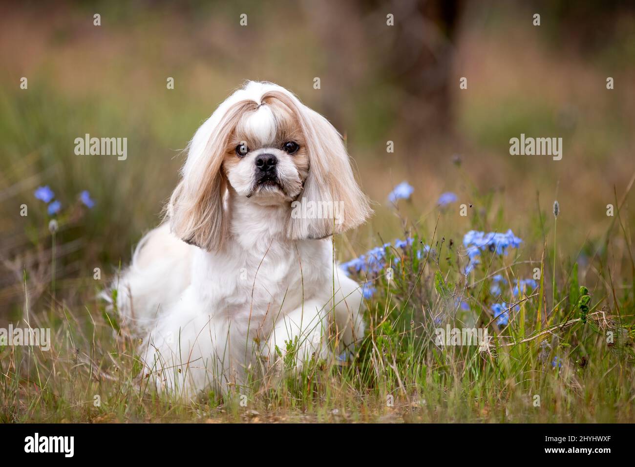Bel cane Shih Tzu in un campo con fiori blu. Foto Stock