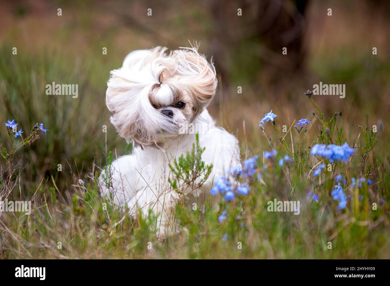 Bel cane Shih Tzu che corre in un campo con fiori blu e lunghe orecchie fluffy volare. Foto Stock