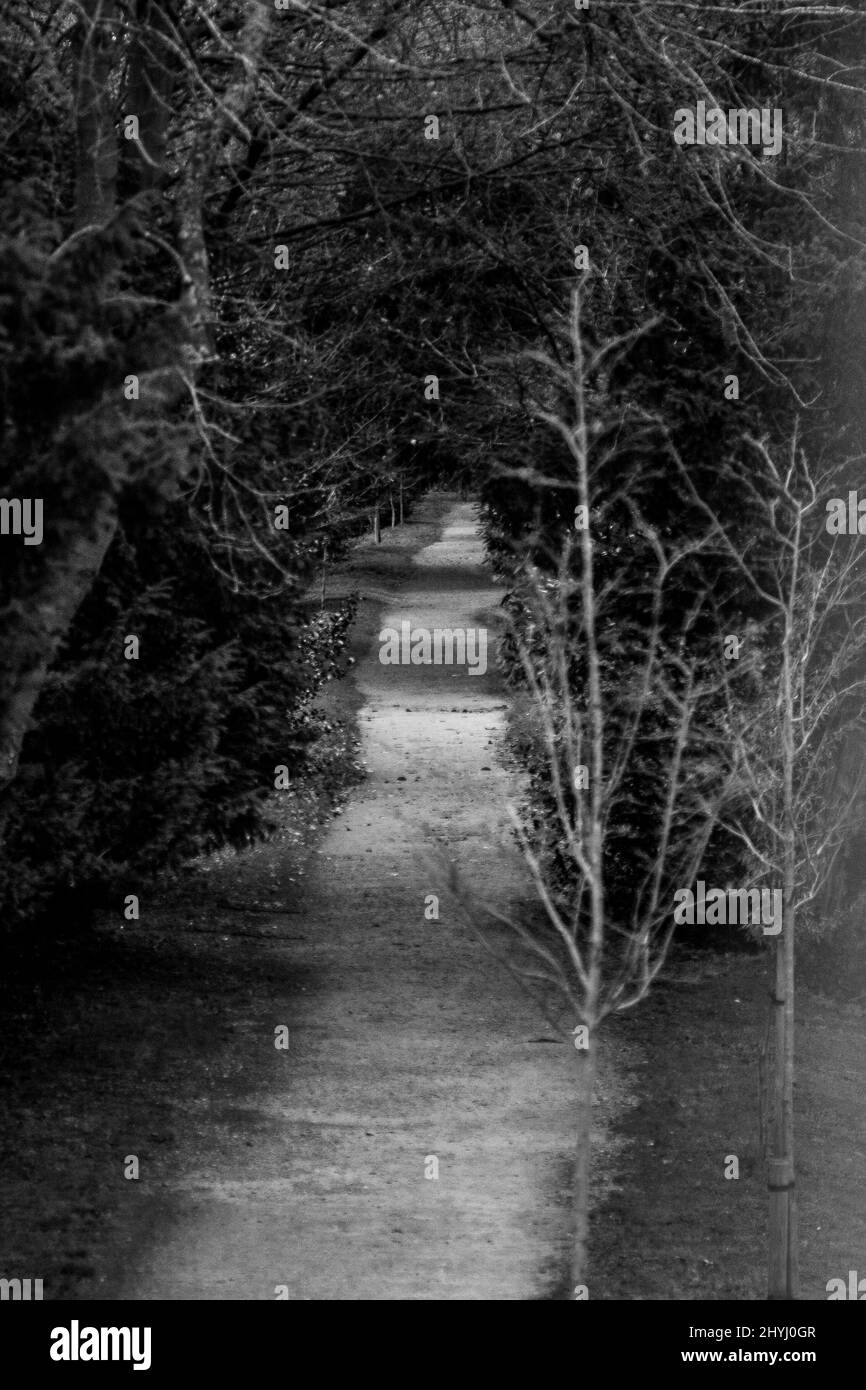 Immagine in scala di grigi di un percorso stretto tra alberi e piante senza frondoli nel campus di Oxford Foto Stock