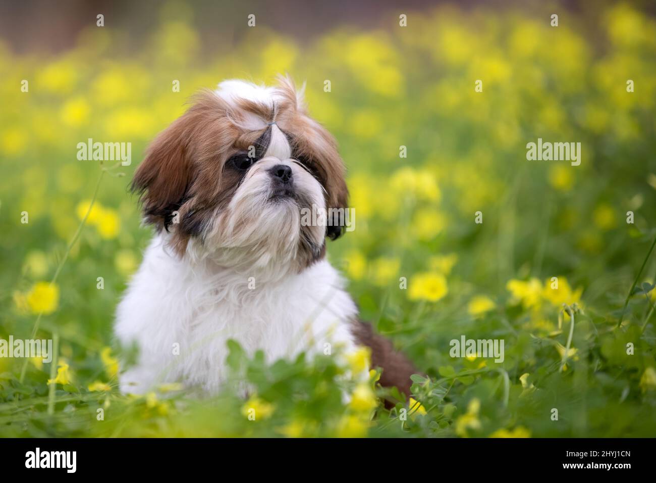 Un carino cucciolo Shih Tzu seduto in un campo di fiori di trifoglio giallo. Foto Stock