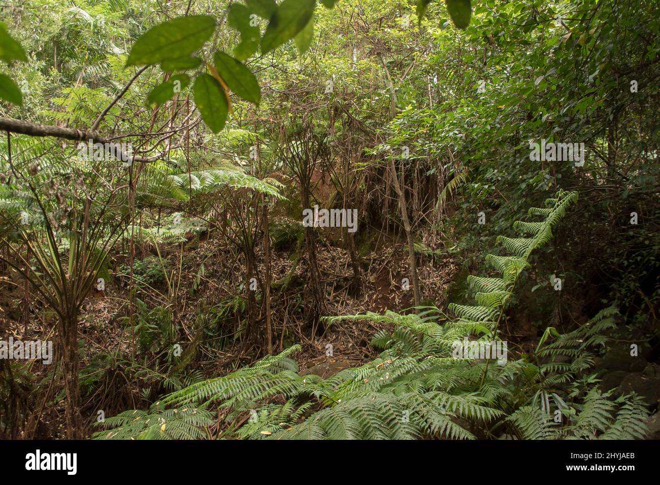 La scarsità di foresta subtropicale della pianura densa in un giorno d'estate piovoso in Queensland, Australia. Felci d'albero, Cyathea cooperi, foglie cadute. Foto Stock