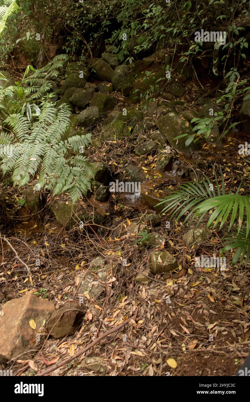 Guardando giù in un burrone nella foresta sub-tropicale della pianura in una giornata di estate piovosa nel Queensland, Australia. Felci d'albero, Cyathea cooperi, foglie cadute. Foto Stock