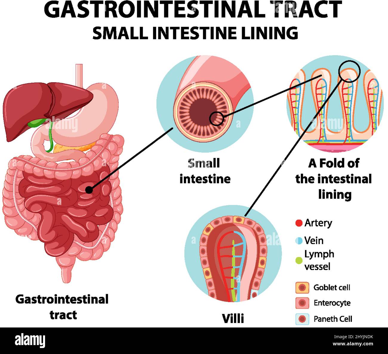 Diagramma che mostra l'illustrazione del tratto gastrointestinale Illustrazione Vettoriale