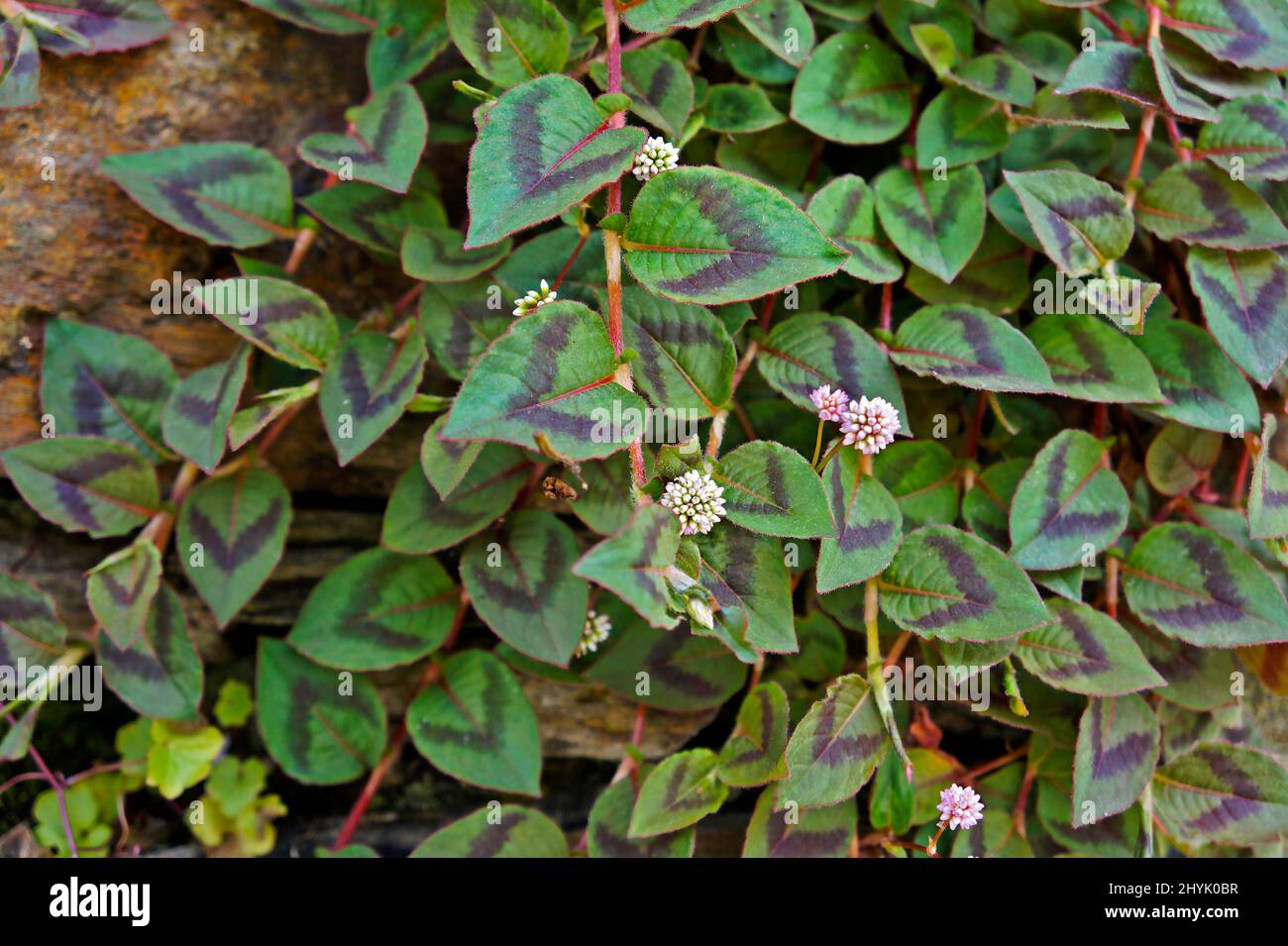 Foglie rosa di amaranth globo (Gomphrena globosa) Foto Stock